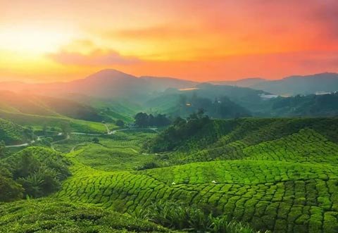 Kerala Dreamscape �Hills, Backwaters & Beaches�