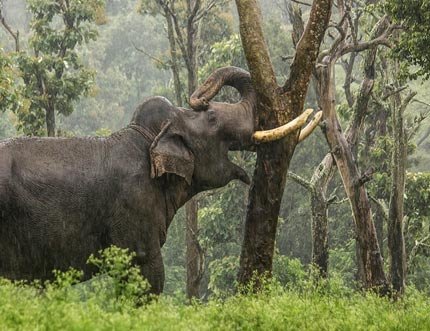 South India Wildlife & Nature